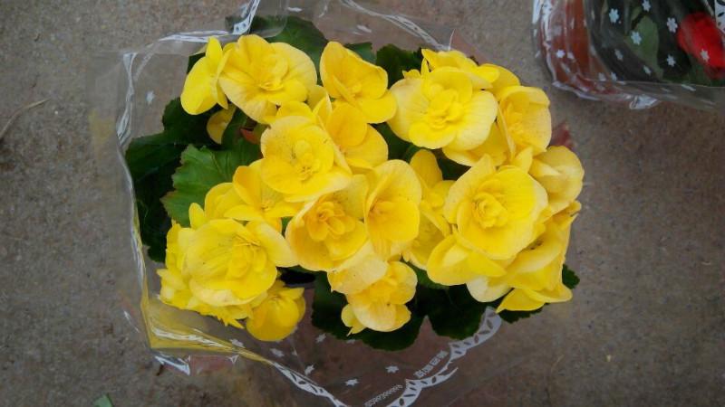 租花公司室內(nèi)綠化租擺植物租賃 紅掌，鴻運當頭室內(nèi)花卉出租出售