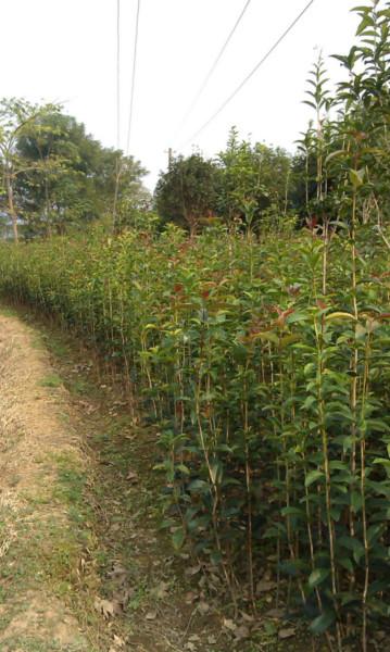 供应桂林白沙桂花小苗，桂花小苗价格，桂花苗基地图片