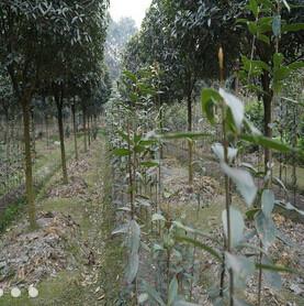 廣西3公分桂花樹價(jià)格圖片