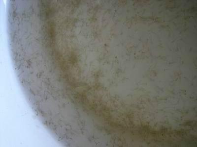 廣西羅非水花魚苗批發(fā)