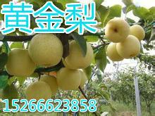 供應(yīng)黃金梨批發(fā)，山東黃金梨基地