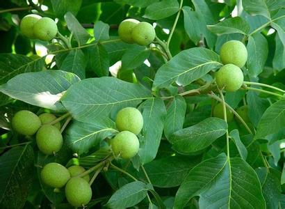 供應陜西大荔核桃基地