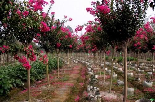 供應四川紅花紫薇紅花紫薇價格四川紅花紫薇價格四川紅花紫薇