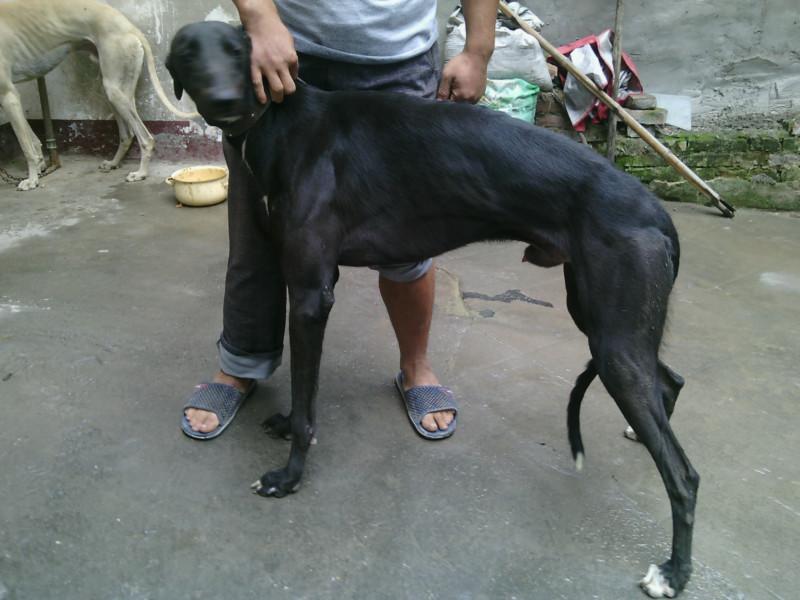 獵兔犬格力犬圖片/獵兔犬格力犬樣板圖 (2)