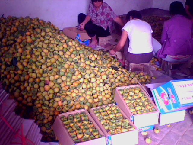 供應(yīng)陜西大荔柿子基地