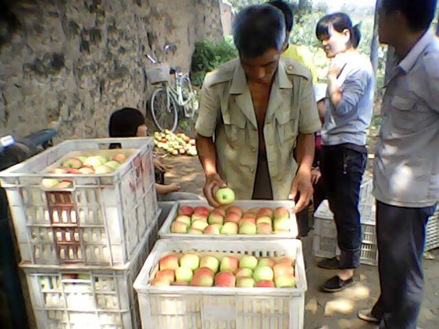 陜西大荔早熟富士王蘋(píng)果紅富士蘋(píng)果圖片