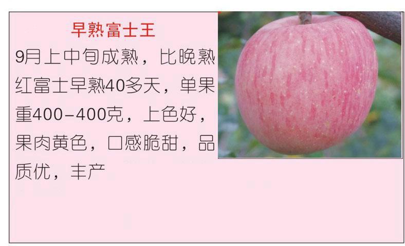 供應陜西紅富士蘋果批發(fā)