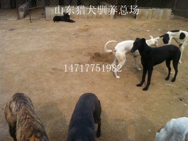 供应猎兔犬格力犬山东灵缇