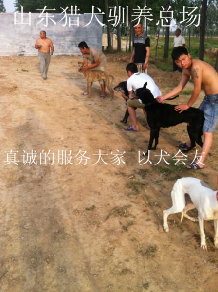 供應(yīng)格力犬價格獵兔犬靈緹犬