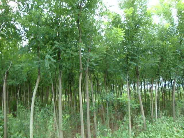 山東國槐圖片/山東國槐樣板圖 (3)