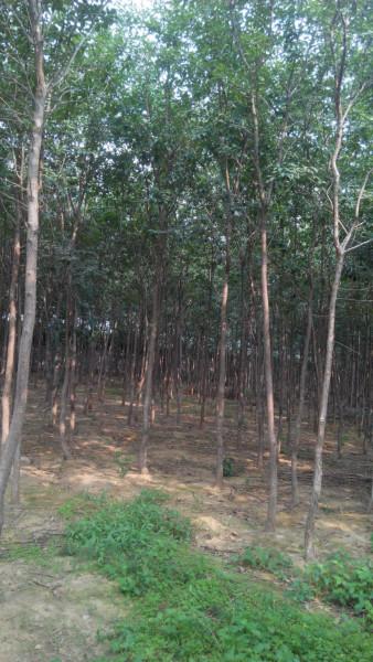 供應(yīng)繁育種植一年流蘇樹出售，繁育種植一年流蘇樹價(jià)格