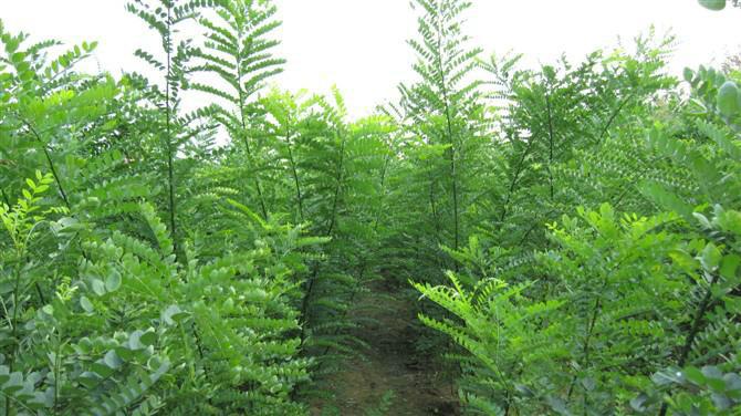 冠縣國槐 山東冠縣國槐小苗 山東冠縣國槐小苗供應(yīng)商