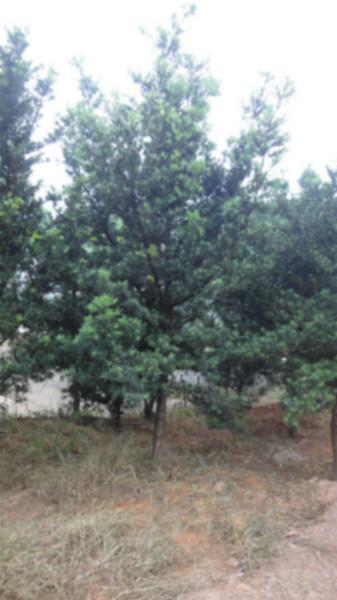 供應(yīng)湖南羅漢松批發(fā),湖南羅漢松批發(fā)小苗價(jià)格