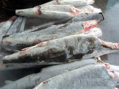 供應(yīng)用于食用的金槍魚批發(fā)廠家/太平洋深海魚//大目金槍魚