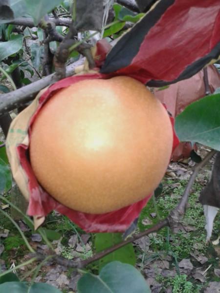 供應(yīng)紙袋新高梨批發(fā)，山東新高梨價格