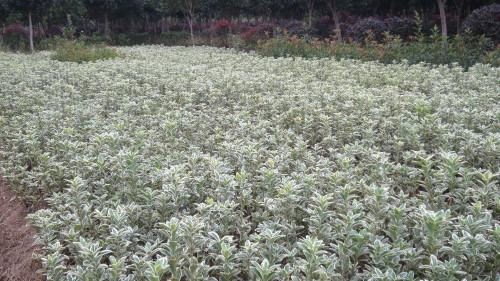 供應(yīng)金邊黃楊,金邊黃楊球