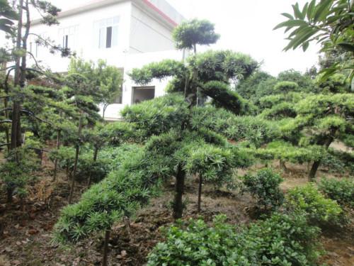 羅漢松圖片造型羅漢松價(jià)格圖片