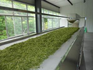 金銀花殺青圖片/金銀花殺青樣板圖 (4)