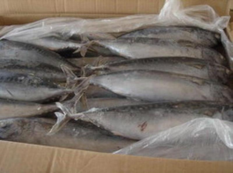 供應(yīng)用于食用的金槍魚批發(fā)廠家/太平洋深海魚//大目金槍魚