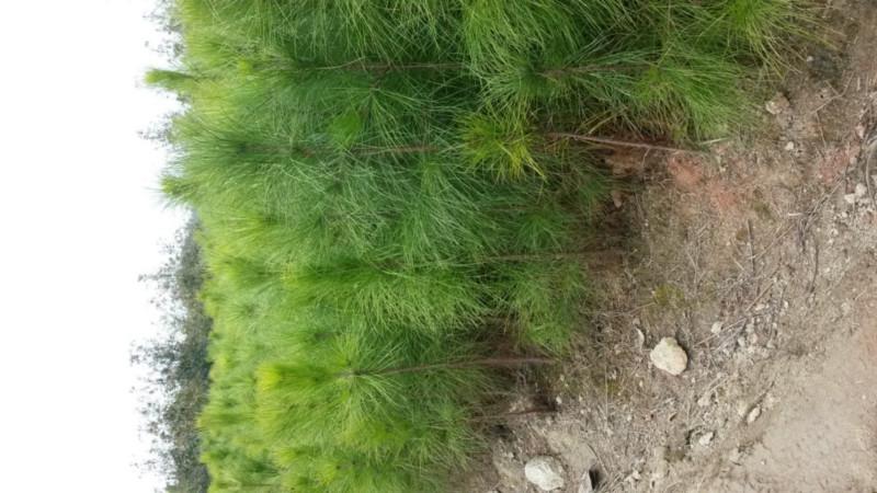 供應(yīng)江西奉新縣申報中國濕地松之鄉(xiāng)