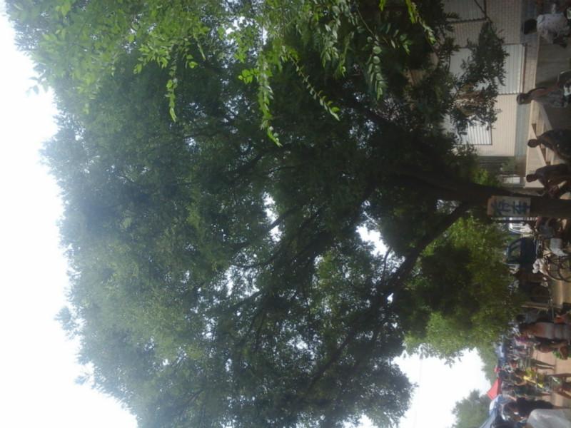 供應國槐，國槐價格，國槐廠家，國槐基地