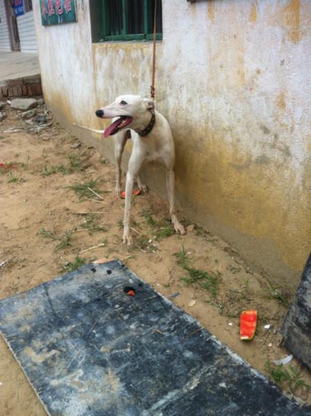 供應(yīng)內(nèi)蒙格力犬價格