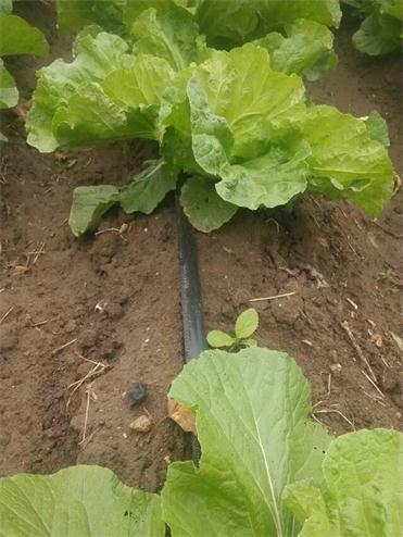 供應小白菜滴灌微噴管件閥門