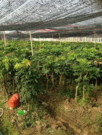 供應泉州果樹苗泉州哪里有果樹苗泉州果樹苗培育基地