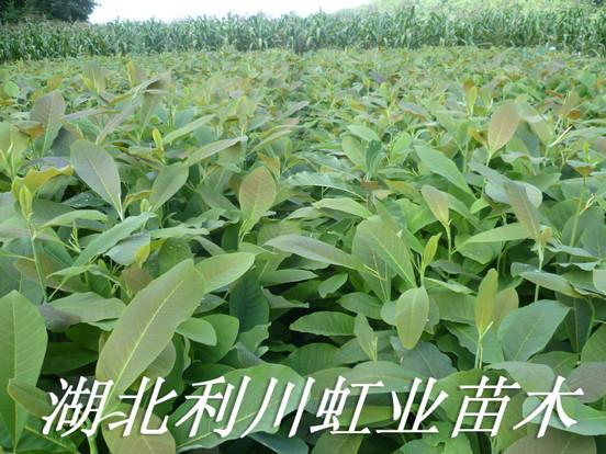 供應(yīng)厚樸樹苗/30-50公分厚樸樹苗