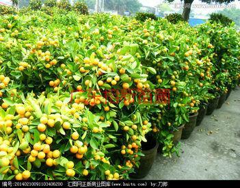 供應(yīng)哪里有賣好吃的桔子-廣東哪里有賣桔子-大量批發(fā)桔子。
