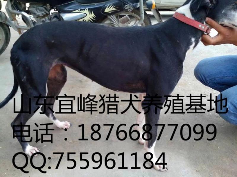 供应淄博哪里有格力犬养殖场？图片