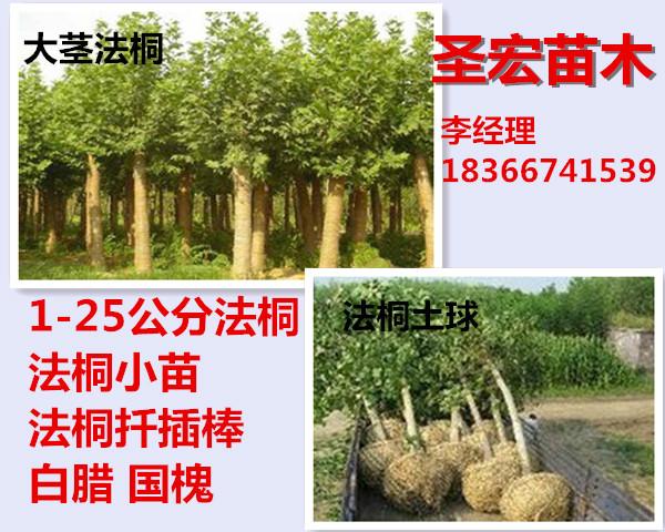 供应山东菏泽专供7公分速生法桐批发价