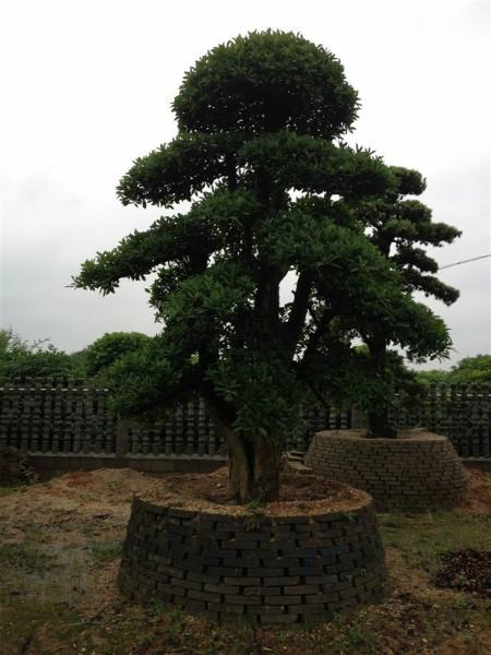 供應(yīng)貴州羅漢松小苗批發(fā) 貴州羅漢松小苗多少錢 貴州羅漢松小苗報(bào)價(jià)多少