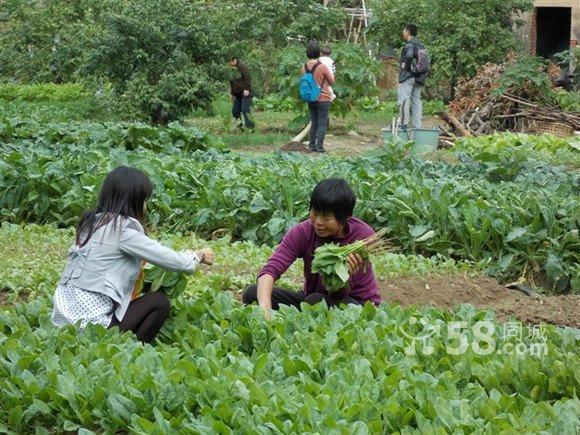 供应来自龙岗的农家乐天下第一农庄