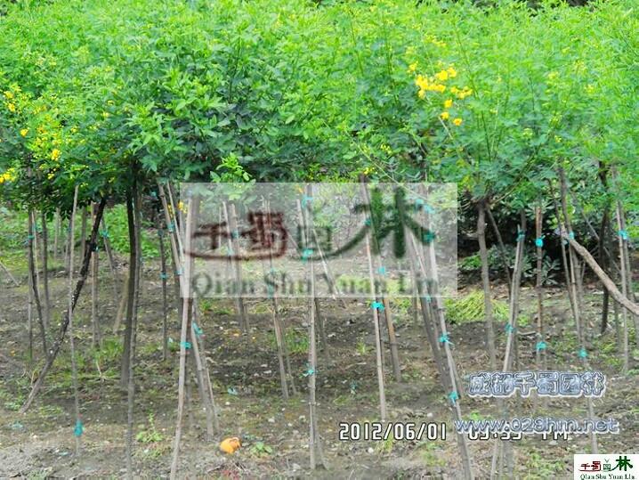 供應(yīng)黃花槐，*黃花槐產(chǎn)地