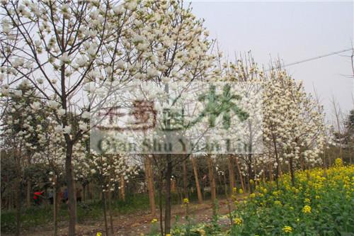 供應(yīng)白玉蘭，高桿高分枝白玉蘭，白玉蘭價格