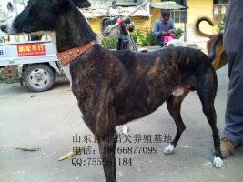 供应格力惠比特格惠等猎犬的训练方法