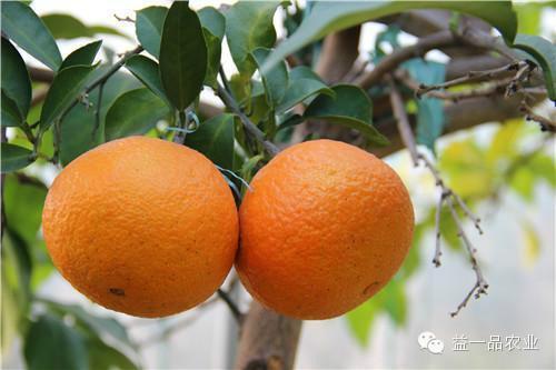 供應愛媛38號果苗,愛媛38號果苗批發(fā)