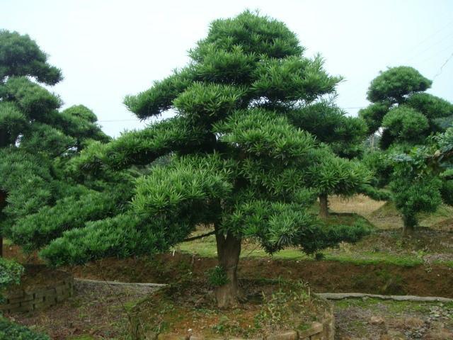 供应罗汉松造型，罗汉松造型价格，罗汉松造型盆景，湖南罗汉松大树