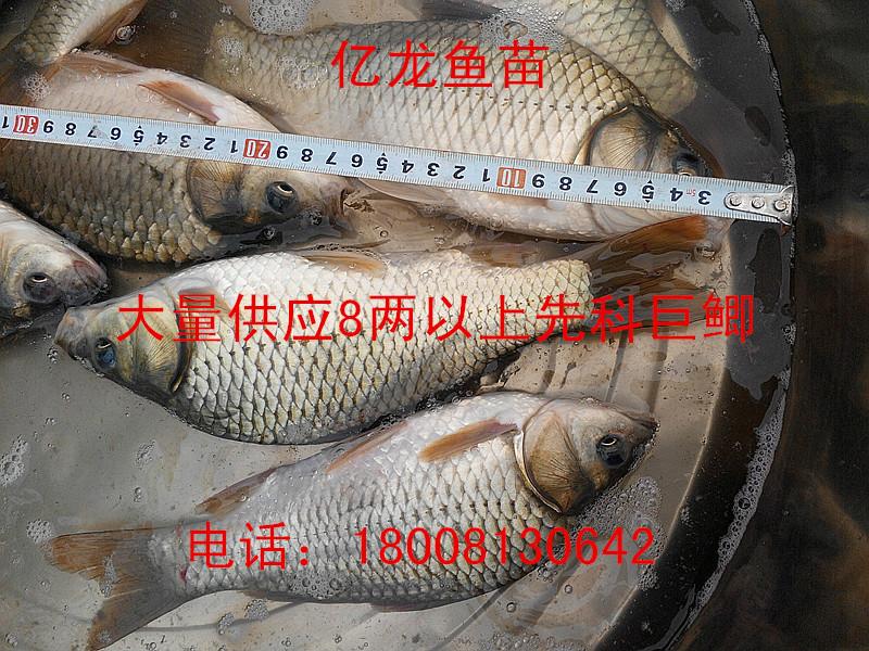 供應(yīng)大量批發(fā)先科巨鯽8兩以上大量批發(fā)先科巨鯽8兩以上）