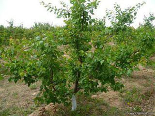 供應(yīng)天津凱特嫁接杏樹苗 杏樹苗小苗今年價(jià)格