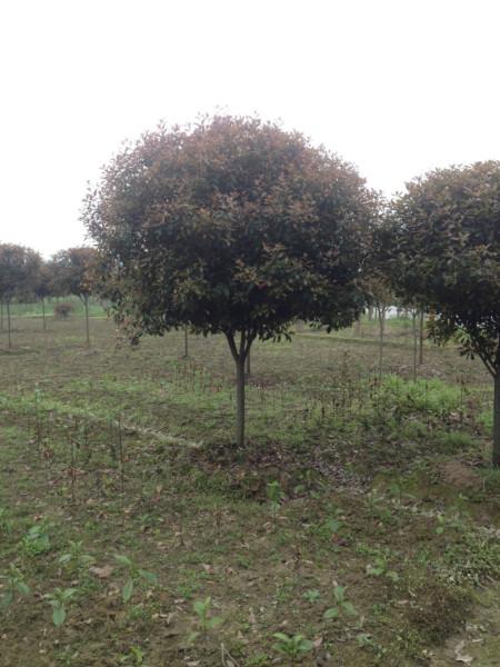 供應(yīng)貴州紅葉石楠,紅葉石楠球,高桿紅葉石楠