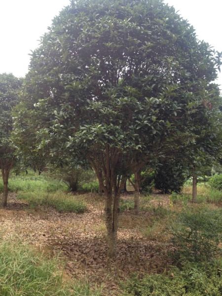 供應(yīng)湖南桂花圖片,,供應(yīng)湖南桂花圖片,報(bào)價(jià)桂花圖片