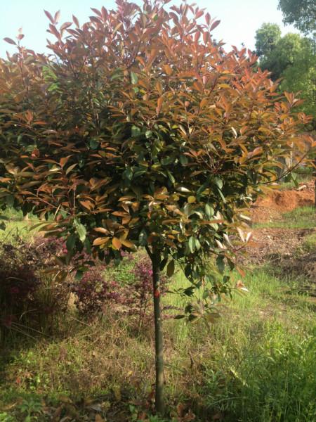 供應(yīng)紅葉石楠苗木,紅葉石楠價(jià)格,湖南紅葉石楠苗木,