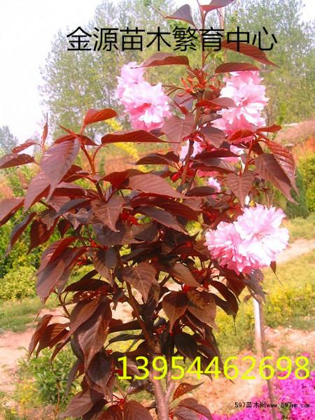 供應(yīng)紅葉櫻花紅葉櫻花接穗紅葉櫻花價(jià)格