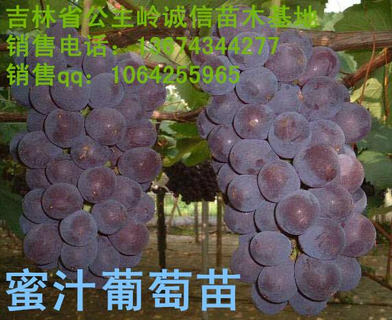 供應長春蜜汁葡萄苗基地、哪有出售茉莉香吉林葡萄苗的