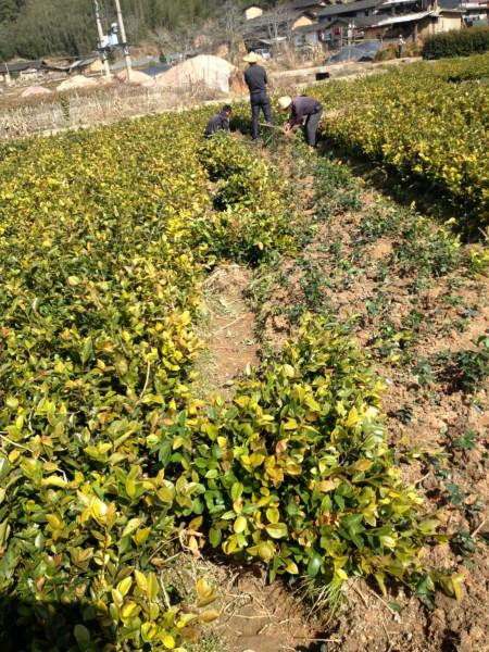供應(yīng)泉州油茶苗泉州油茶苗培育基地