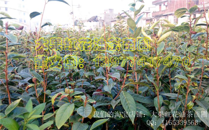 供應(yīng)2014大果紅花油茶嫁接苗，2014大果紅花油茶嫁接苗批發(fā)