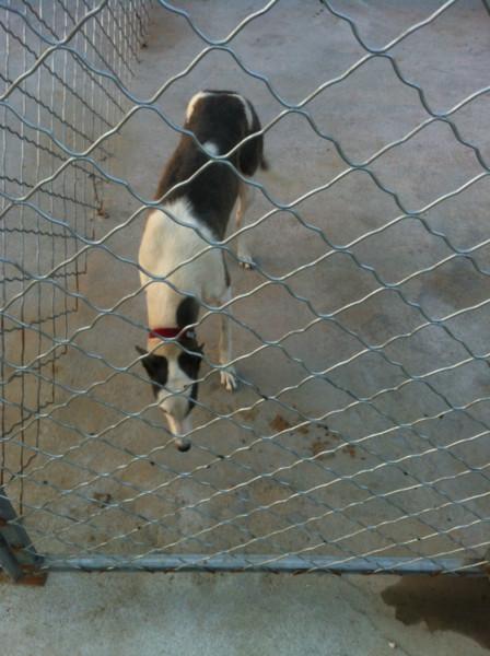 供應(yīng)山東格力犬獵兔犬