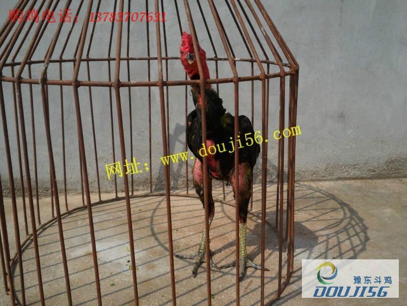 供應(yīng)斗雞幼苗 斗雞苗*惠  全國(guó)銷(xiāo)售批發(fā) 斗雞養(yǎng)殖基地